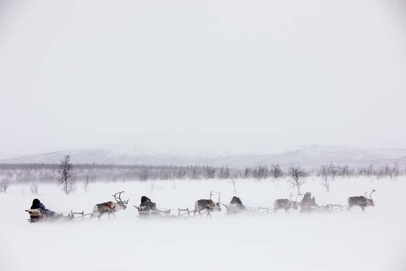 KIRUNA: Reindeer Sled Ride in the Countryside - How the Morning Flows: Pickup in Kiruna to the Sami Village 20 km Away