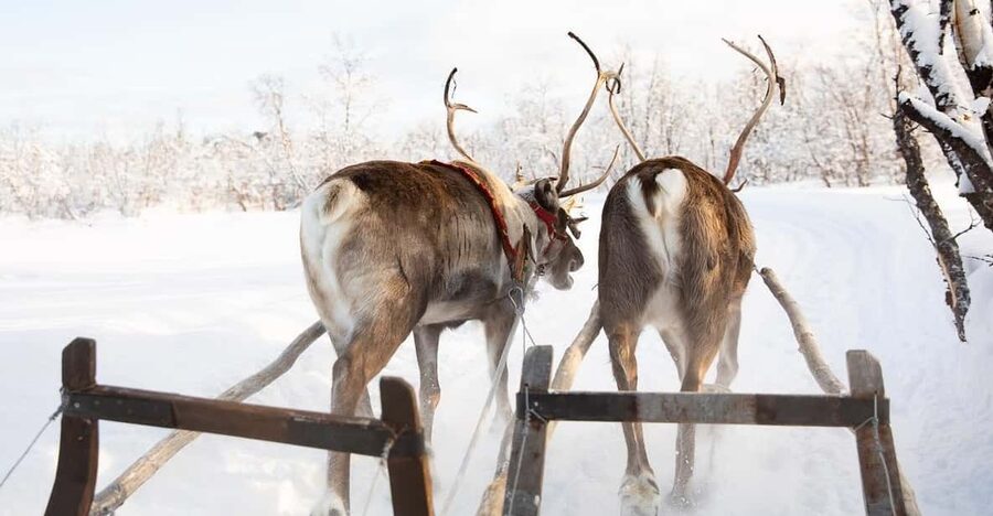KIRUNA: Sami Reindeer Experience - What to Bring for Kiruna Cold, and How to Make It Easier