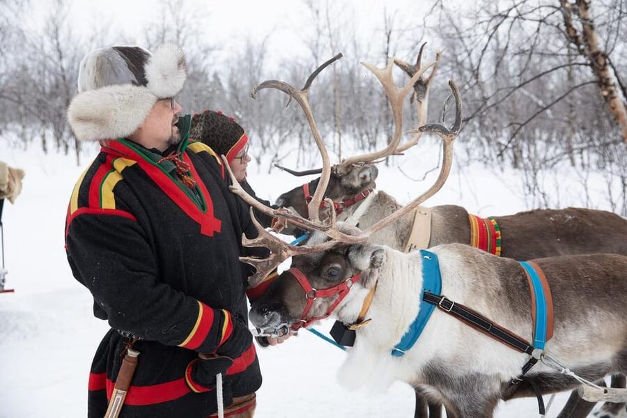 KIRUNA: Sami Reindeer Experience - Entering the Corral: Hand-Feeding Tame Reindeer Up Close