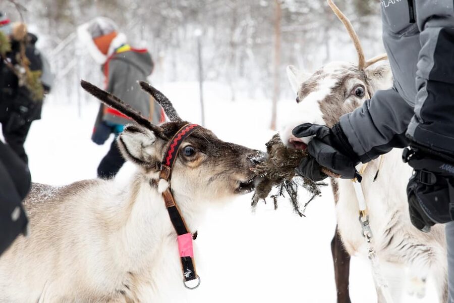 KIRUNA: Sami Reindeer Experience - Lasso Like a Reindeer Herder: Skill Time You Actually Practice