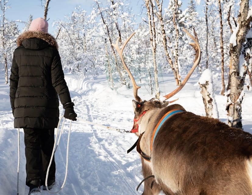 KIRUNA: Sami Reindeer Experience - Your Reindeer Sled Ride Around the Track: Control, Not Just a Seat