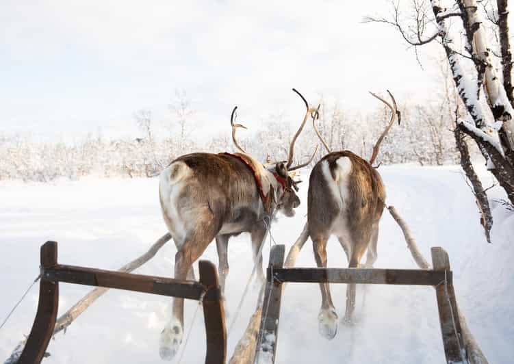 KIRUNA: Sami Reindeer Experience - Sami Way Winter Moments: Walking, Skiing, and Listening by Fire