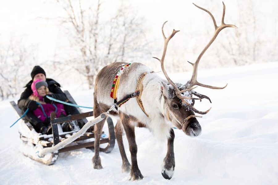 KIRUNA: Sami Reindeer Experience - Price That Covers Hands-On Time, Not Just Photos