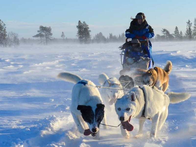 Kiruna: Self-drive Husky Morning Tour - Daylight dog sledding in Kiruna, where you actually control the speed