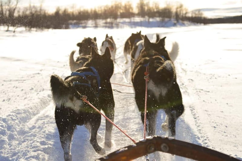 Kiruna: Self-drive Husky Morning Tour - Getting from Kiruna town to the dogs, and why the pickup rules matter