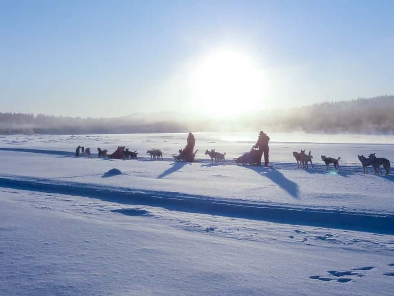 Kiruna: Self-drive Husky Morning Tour - The ride itself: frozen lakes, silent forests, marshlands, and real wildlife odds