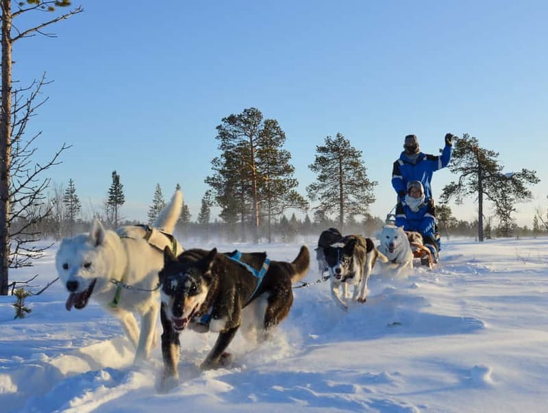 Kiruna: Self-drive Husky Morning Tour - Meet the huskies, get fully dressed, then learn harness and steering