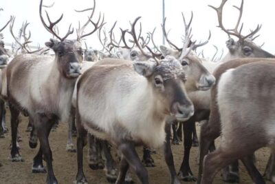 Sleigh Ride with Reindeer Feeding & Warm Drinks
