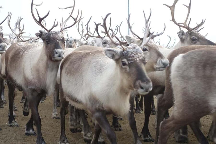 Kiruna: Sleigh Ride with Reindeer Feeding & Warm Drinks - Kiruna pickup, then a smooth transfer to Jukkasjärvi for a gentle winter outing