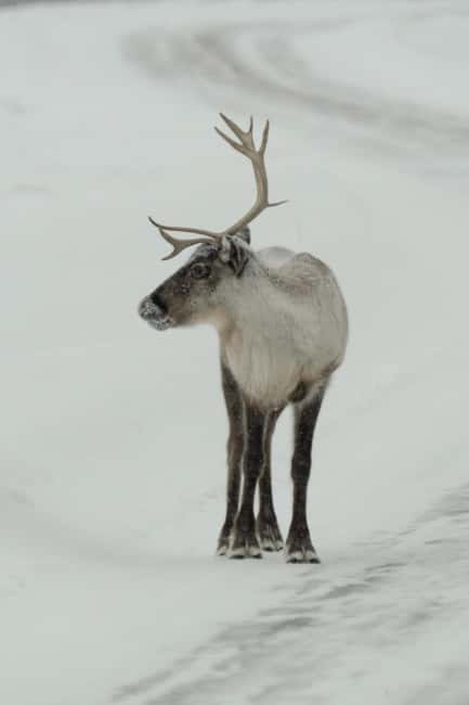 Kiruna: Small Group Snowmobile with Snacks - Wildlife Spotting by Tracks, Not Just by Luck