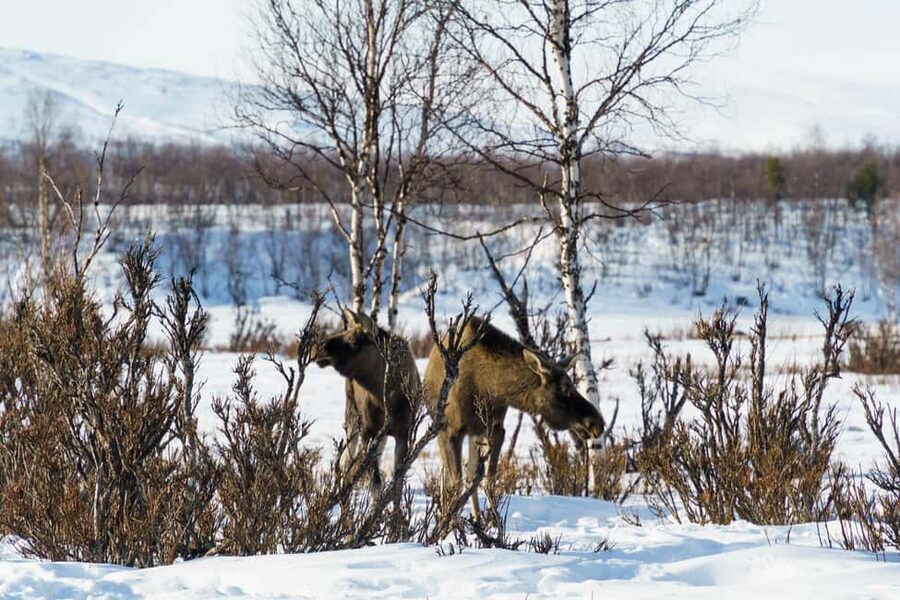 Kiruna: Small Group Snowmobile with Snacks - Price and Value for a $165 Small-Group Adventure