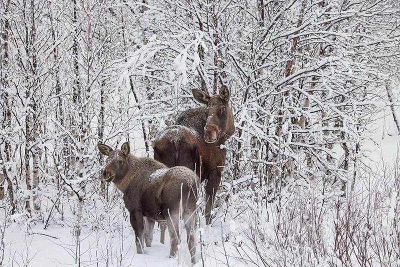 Kiruna: Wildlife and nature photography - Sami guidance: culture that changes how you look at the day