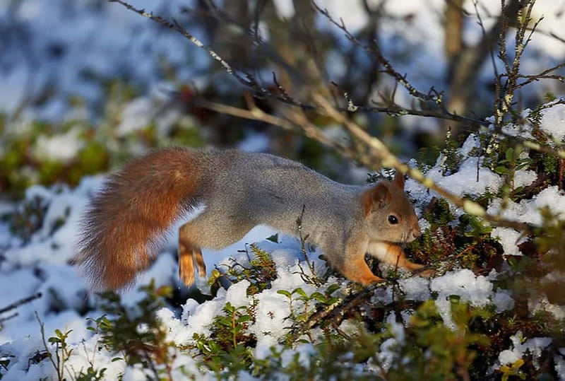 Kiruna: Wildlife and nature photography - Your 4 hours: what the morning flow feels like
