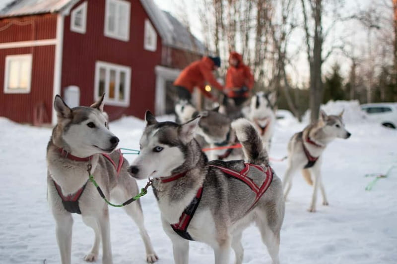 Luleå: Drive your own Husky team, 10km - Key takeaways before you book
