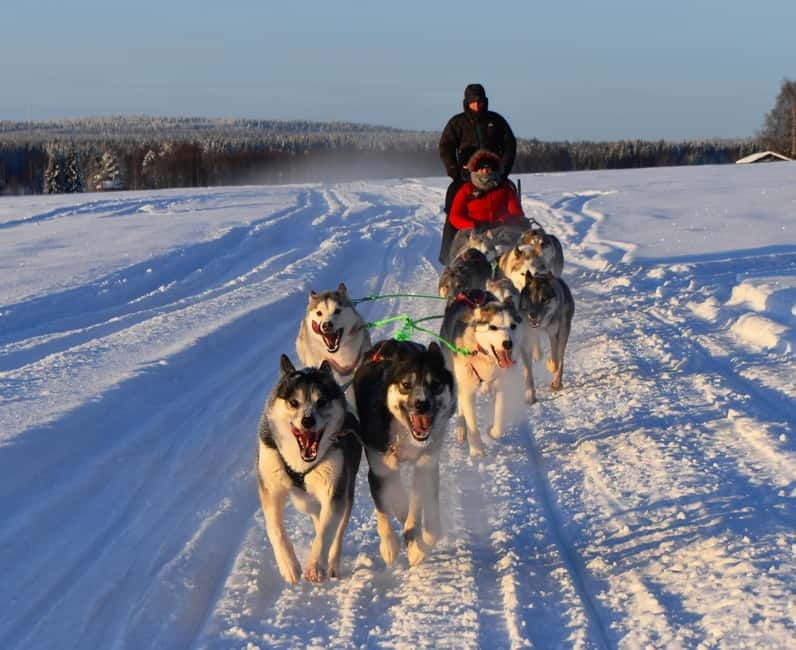 Luleå: Drive your own Husky team, 10km - Meeting the dogs, harness basics, and how the sled actually works