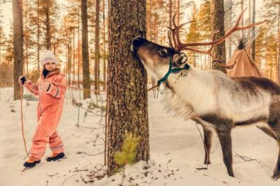 Encounter with Reindeer Experience