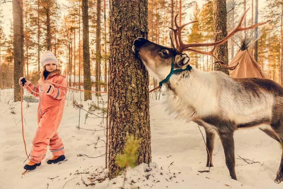 Luleå: Encounter with Reindeer Experience - One hour with reindeer, not a drive-by photo stop