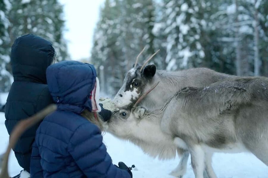 Luleå: Meet and Feed the Reindeer - Short Experience - Key things that make this experience worth your time