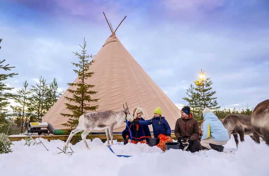 Luleå: Meet and Feed the Reindeer - Short Experience - The best part: hand-feeding that teaches patience