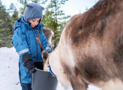 Meet and Feed the Reindeer – Short Experience