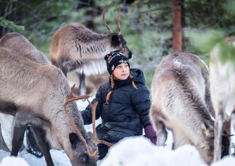 Luleå: Meet the Reindeer, Sámi Flavors & Stories by the Fire - Price and value: what $253 gets you in 3 hours