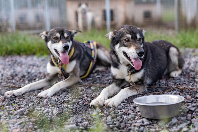 Meet 70 Huskies and Enjoy a short ATV Tour with the Huskies - Key Things That Make This Tour Worth Your Time
