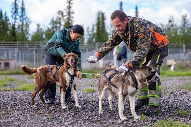Meet 70 Huskies and Enjoy a short ATV Tour with the Huskies - Meeting 70 Huskies in Kiruna: Cold Air, Big Personal Space Lessons