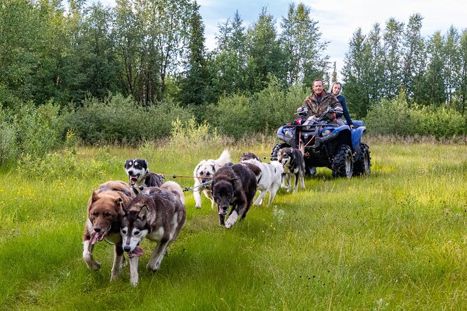Meet 70 Huskies and Enjoy a short ATV Tour with the Huskies - Getting to Know Each Dog: How the Kennel Walk-Through Feels