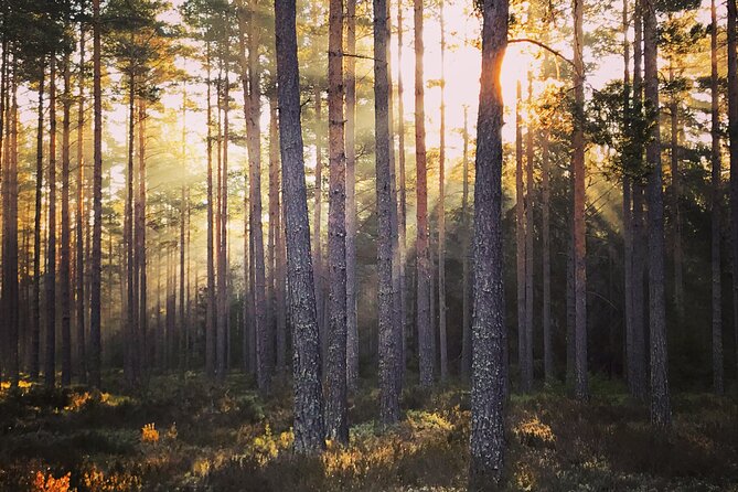 Midnight Sun and Campfire - National Park evening hike Stockholm - Stop 1: Tyresta National Park and the old forest experience