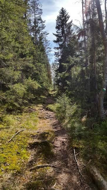 Nature Hike from Stockholm - The Pine Forest Start and Lake Edge, With Coffee and Cake