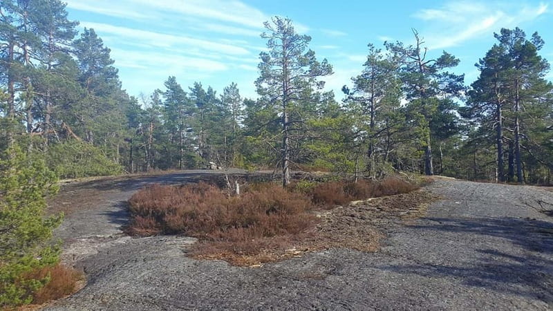 Nature Hike from Stockholm - Capercaillie Chances in Thick Habitat