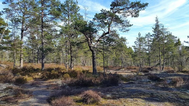 Nature Hike from Stockholm - Lunch at the Highest Point, Then the Ground Changes Again