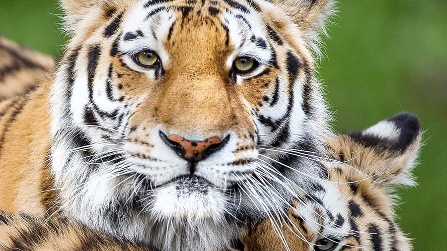 Nordens Ark Entry Ticket - Price and Value: How $31 Buys a Whole Conservation Day