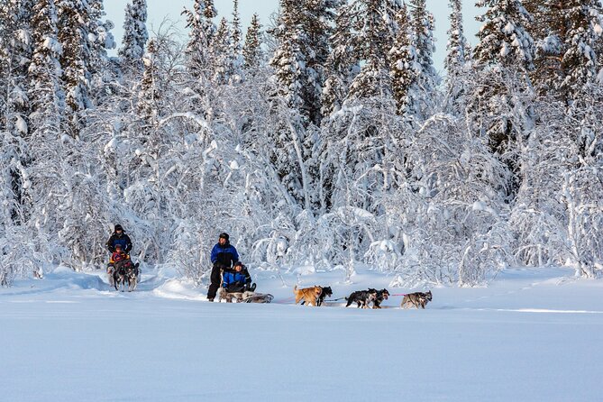 Polar Sunrise Eco Experience (10:00-13:00- driving the sled) - Kiruna Morning Timing and Pickup Stops That Matter