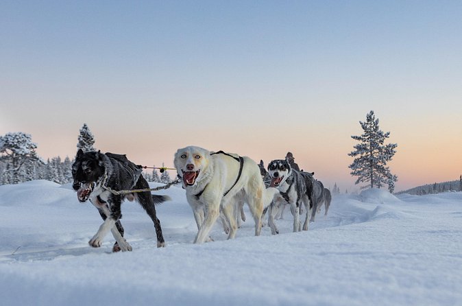 Polar Sunrise Eco Experience (10:00-13:00- driving the sled) - Warm-Up by the Fire With Hot Drinks and Traditional Snacks