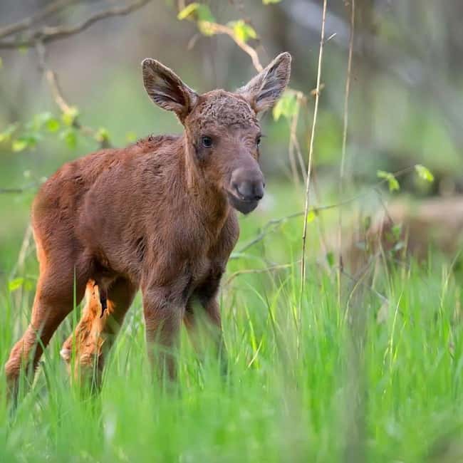 Sälen: Evening Moose Safari in the Forests - Key points to know before you go