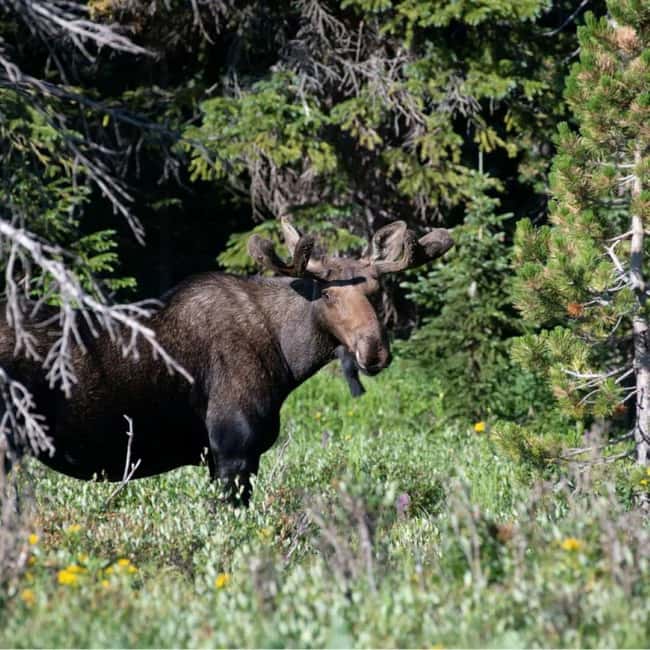 Sälen: Evening Moose Safari in the Forests - Why Sälen’s dusk timing makes this safari feel like real wildlife watching