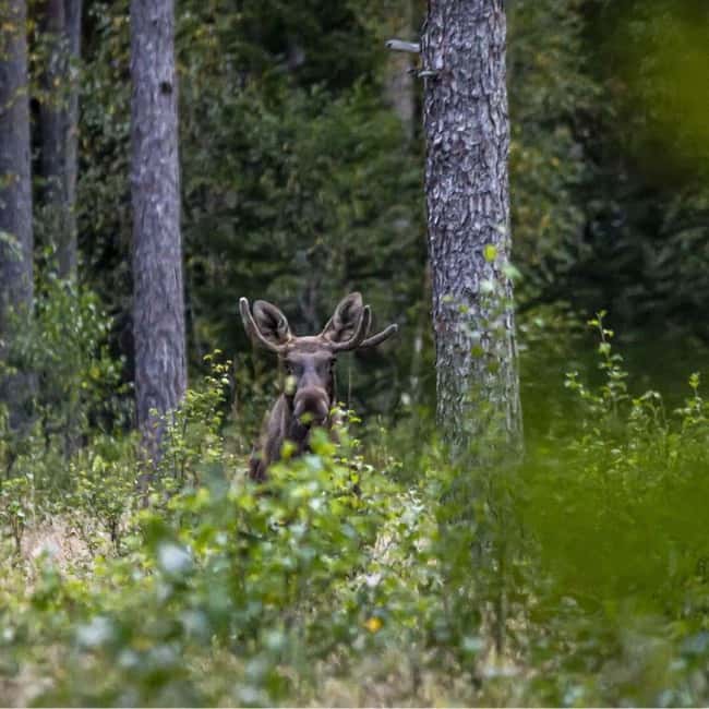 Sälen: Evening Moose Safari in the Forests - Forest stops that teach you how to read tracks, feeding signs, and droppings