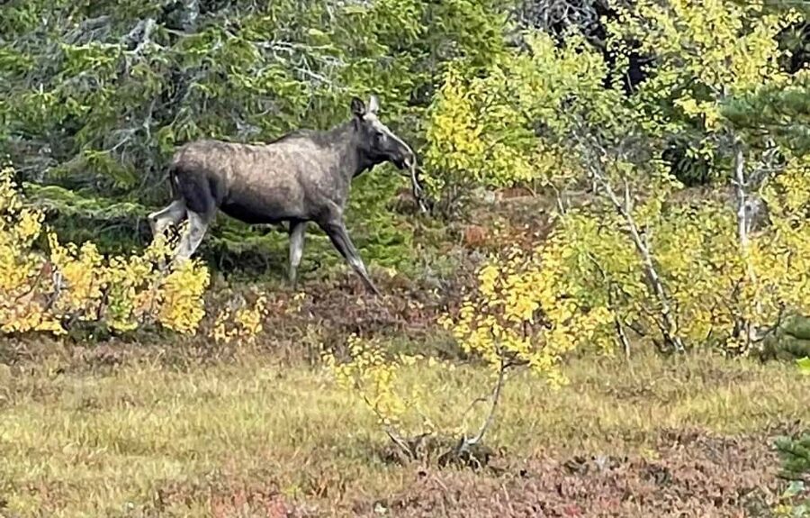 Sälen: Evening Moose Safari in the Forests - Moose towers: where the guide turns the night into a story you can follow