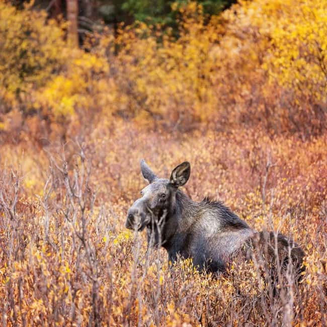 Sälen: Evening Moose Safari in the Forests - The 150-minute flow: minibus searching, then quiet stops to look closer