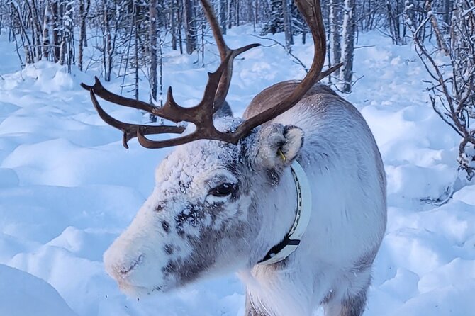 Sami day tour adventure - Pickup, mobile ticket, and small-group logistics that actually matter