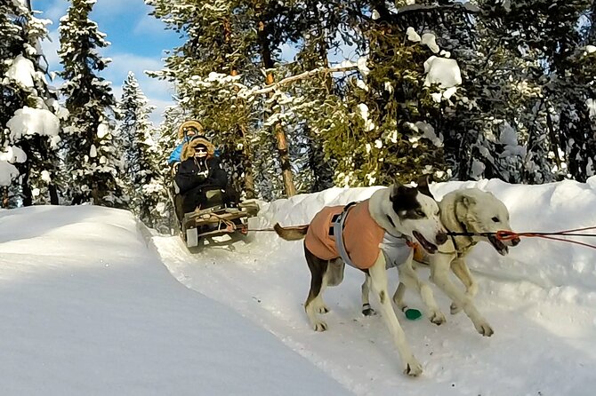 Sit Down Husky Ride Dog Sled Tour in Kiruna - A daytime husky sled in Kiruna, the calm way