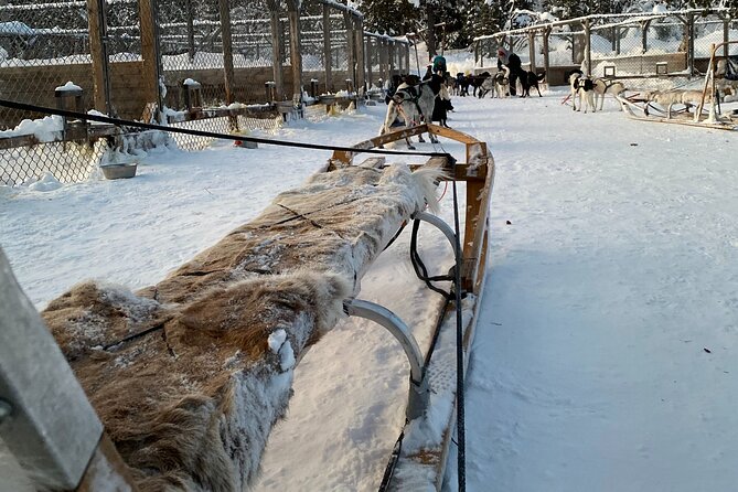 Sit Down Husky Ride Dog Sled Tour in Kiruna - How the sled ride works: 12 huskies, family seating, and pacing