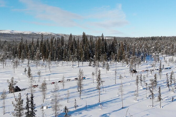Sit Down Husky Ride Dog Sled Tour in Kiruna - Where you ride: forest trails, frozen lakes, and wildlife chances