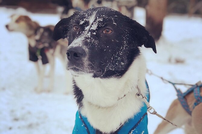 Sit Down Husky Ride Dog Sled Tour in Kiruna - Who this tour suits, and who should think twice
