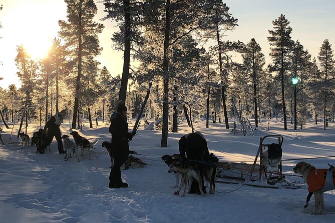Sit Down Husky Ride Dog Sled Tour in Kiruna - Getting there: central Kiruna pickup that keeps the day on track