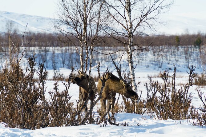 Snowmobile Tour in Kiruna - Timing That Works: About 3 to 3.5 Hours Without the Whole Day Drag