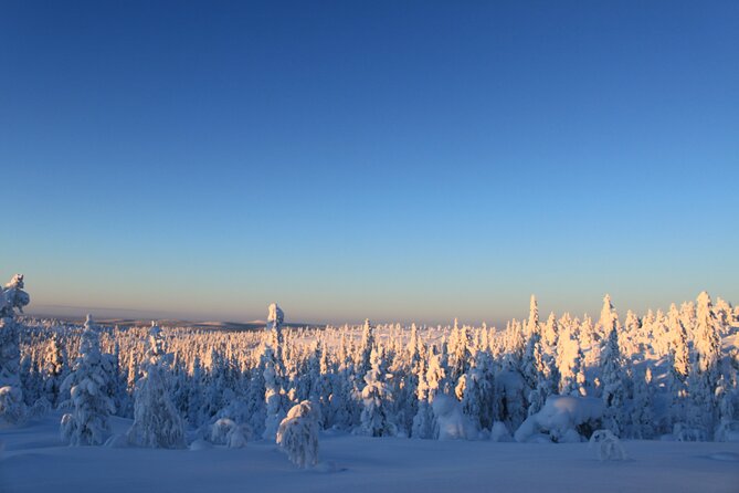 Snowshoe in a Winter Forest - What you will look for: tracks and survival in the Arctic year