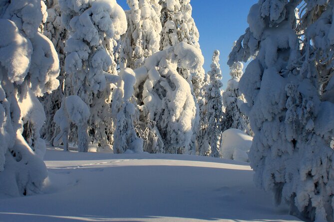 Snowshoe in a Winter Forest - Campfire pause with lingonberry juice and Kangoskaka
