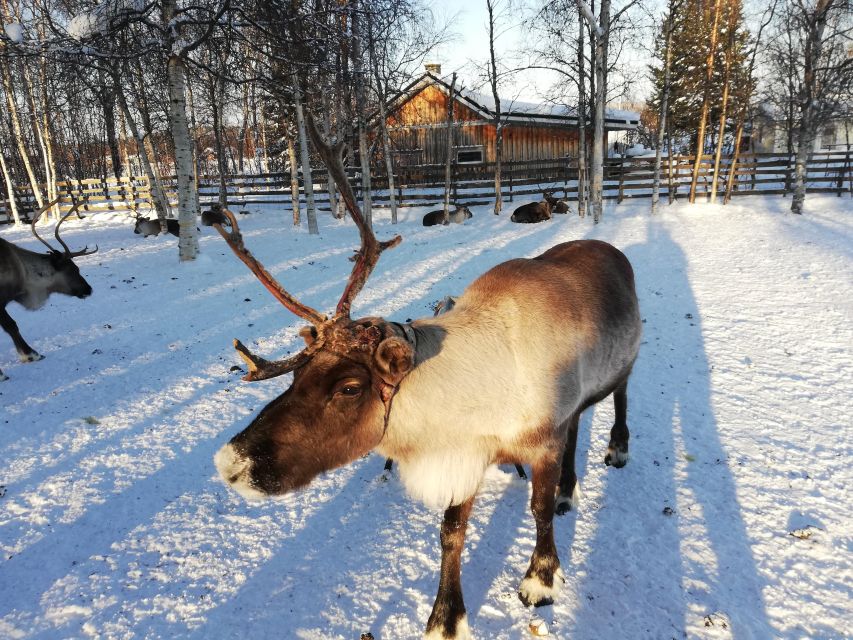 Stockholm: Christmas Traditions & Food Small Group Tour - Key things that make this tour worth your time
